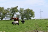 Ferienwohnung in Klaustorf - Heimathafen (Whg. 2) - Bild 19